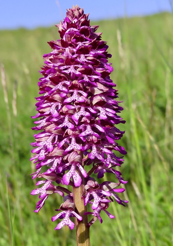 Orchis xhybrida (Orchis militaris x Orchis purpurea) altopiani abruzzesi - giugno 2018